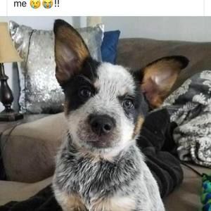 Meet your Posher, Theresa